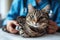 A close up of a cat sitting on a table, stripy tabby cat undergo health checkup