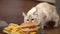 Close-up cat sniffing burger and French fries in plate on floor indoors. Closeup curious furry adorable kitten examining