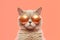 A close up cat wearing sunglasses They are cool glasses that create fashion