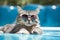 A close up cat wearing sunglasses They are cool glasses that create fashion