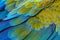 Close up of catalina  macaw bird`s feathers.