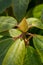 Close-up of a Catawba Rhododendron Bud