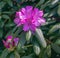 Close up of Catawba Rhododendron Flowers