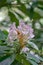 Close-up of Catawba Rhododendron Flowers