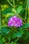 Close-up of a Catawba Rhododendron Flowers- Rhododendron catawbiense