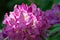 Close-up of Catawba Rhododendron â€“ Rhododendron catawbiense