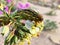 Close up of Caterpillar eating a desert wildflower