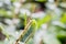 Close up Caterpillar, green worm is eating leaf