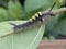 A close-up of a caterpillar on a leaf, captured in macro photography for an animal wildlife theme.