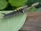 A close-up of a caterpillar on a leaf, captured in macro photography for an animal wildlife theme.