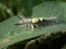 A close-up of a caterpillar on a leaf, captured in macro photography for an animal wildlife theme.