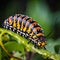 Close-up of caterpillar of Papilio machaon