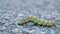 Close-up with the caterpillar walking on a stone path