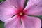 Close up Catharanthus roseus flower macro for background, top view