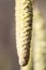 Close up of a Catkin Hanging From a Common Hazel