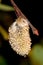 Close up of a catkin willow