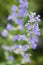 Close up catmint flowers