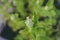 Close up of a catnip plant in the garden