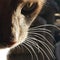 Close up of a cats face and whiskers illuminated in the setting sun