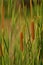 Close up of Cattail Grass