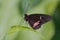 Close up of Cattle heart butterfly on leaf