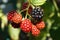 Close-up of the Caucasian blackberry garden Rubus subgen with re