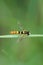 Close-up of a caucasian hoverfly flower fly of the genus Sphaerophoria on a green leaf in summer