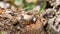 close up of Caucasian lizard (Darevskia caucasica) on wood. Sochi, Russia.