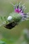 Close-up of Caucasian white spider and yellow-black bumblebee on