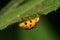 Close-up of Caucasian yellow ladybird hiding under a green leaf