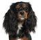 Close-up of Cavalier King Charles Spaniel