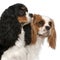 Close-up of Cavalier King Charles Spaniels