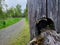 Close up of Cedar Fence Post Hole with Spiderwebs and Plants