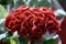 Close up of celosia plant in bloom