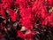 Close-up of Celosia plumosa \\\'Century Fire\\\' flowering in rich velvety, scarlet and red shades