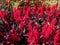 Close-up of Celosia plumosa \\\'Century Fire\\\' flowering in rich velvety, scarlet and red shades