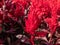 Close-up of Celosia plumosa \\\'Century Fire\\\' flowering in rich velvety, scarlet and red shades