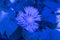 close-up: Centaurea at color temperature of 2000k