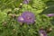 close-up: Centaurea flowers in the lane