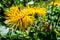 Close up of Centaurea macrocephala among lush meadow