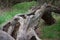 Close up of a centenarian taray. Beautiful tre at Tablas de Daimiel National Park. Ciudad Real, Spain