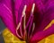 Close-up of center of bright magenta orchid tree blossom.