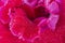 Close up of center of flower of pink Sinningia or Gloxinia speciosa, one open bright flower with water drops on the