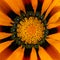 Close up of the center of a Gazania blossom