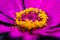 Close-up of center of magenta daisy with yellow stamen.