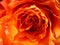 close up center of a peach rose, folds, curves,