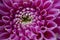 Close up of center of pink dahlia