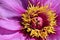 Close up of center of pink Itoh Peony (herbaceous peonies) in full bloom