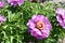 Close up of center of pink Itoh Peony (herbaceous peonies) in full bloom