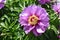 Close up of center of pink Itoh Peony (herbaceous peonies) in full bloom